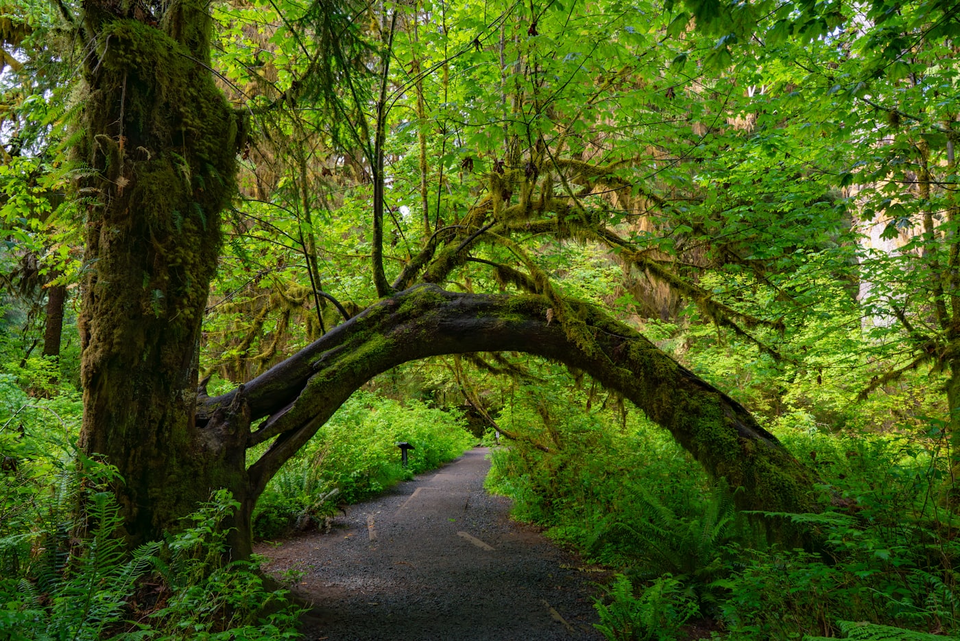 Path through the Hoh Rainforest