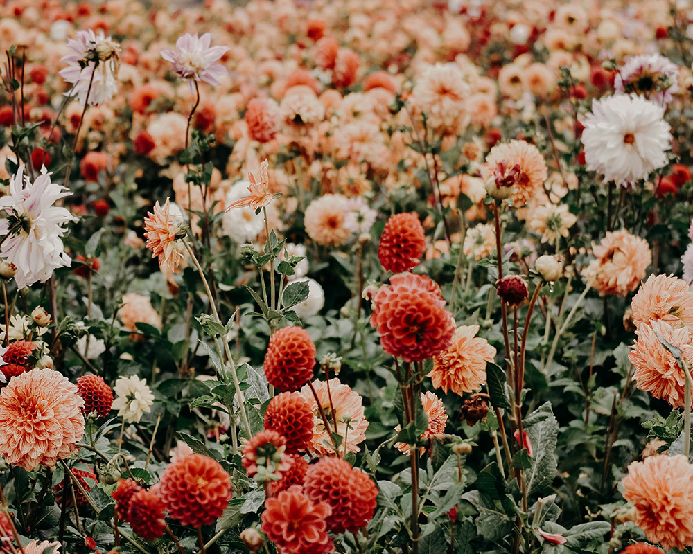 Wildflowers near a soft coastal landscape
