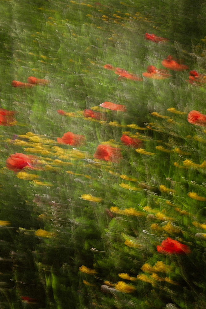 Red poppies and wildflowers in a field