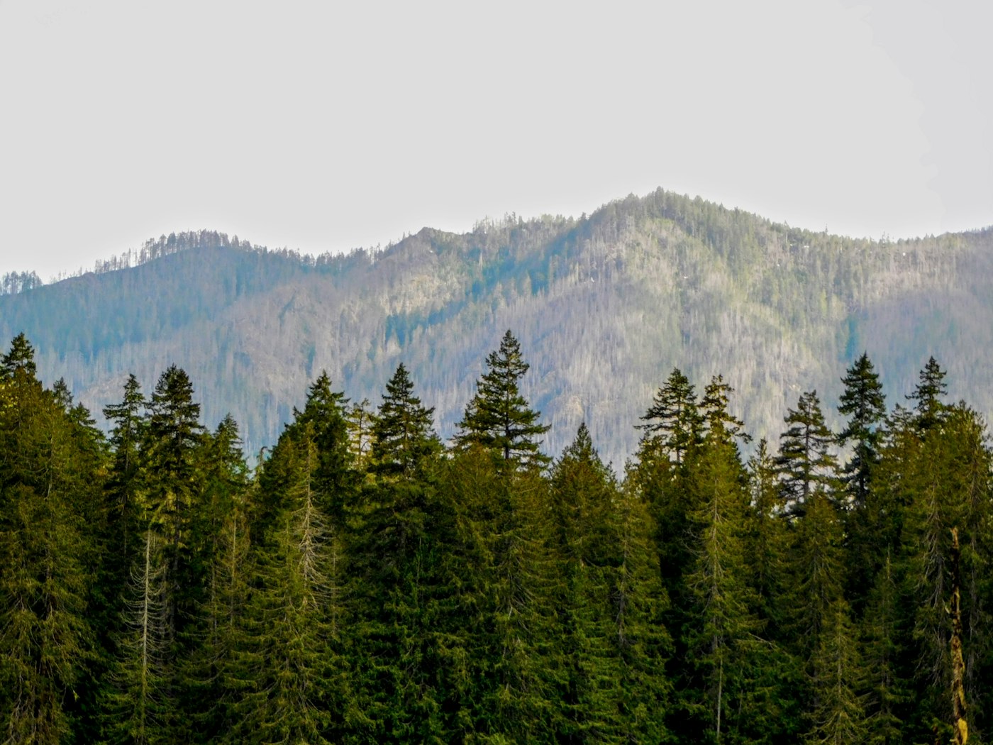 Olympic Mountains above a forest