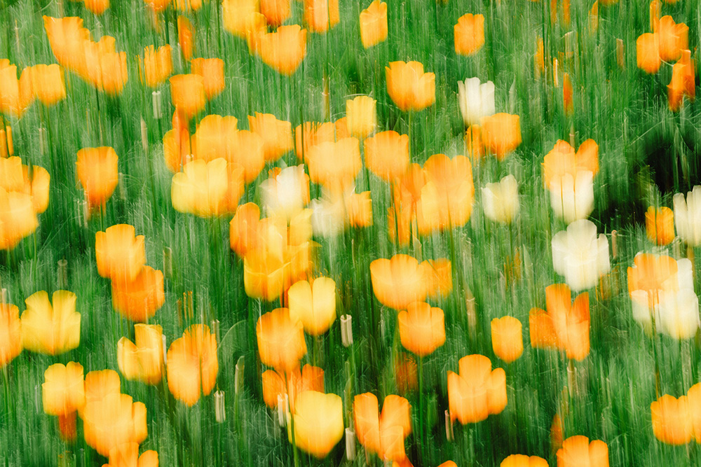 Blurred red and yellow flowers in green grass